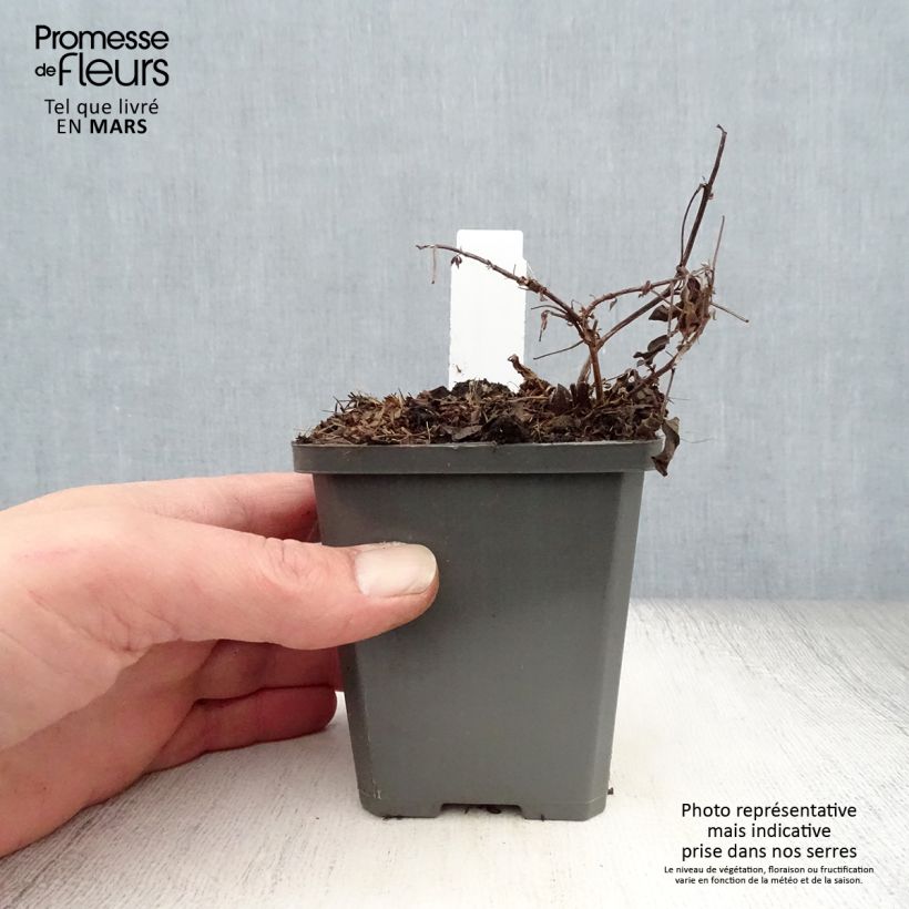 Thermopsis chinensis Vasetto da 8/9 cm esemplare consegnato in primavera