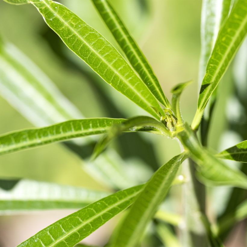 Thevetia peruviana - Oleandro del Perù (Fogliame)