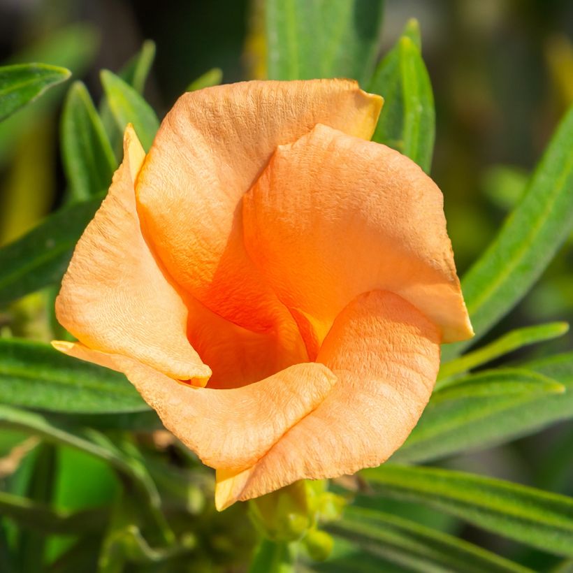 Thevetia peruviana - Oleandro del Perù (Fioritura)