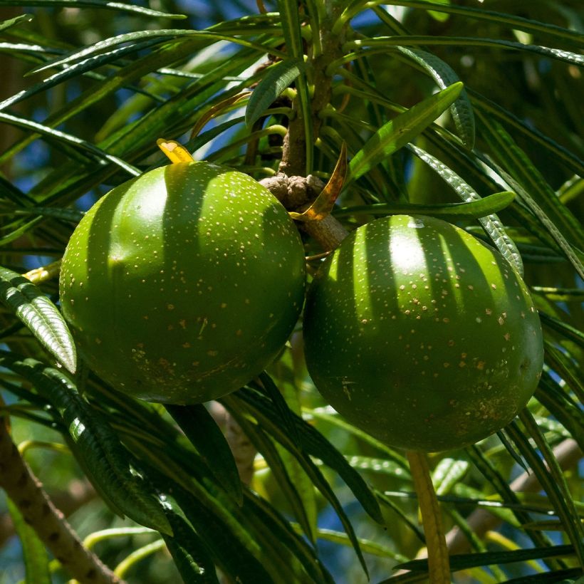 Thevetia peruviana - Oleandro del Perù (Raccolta)