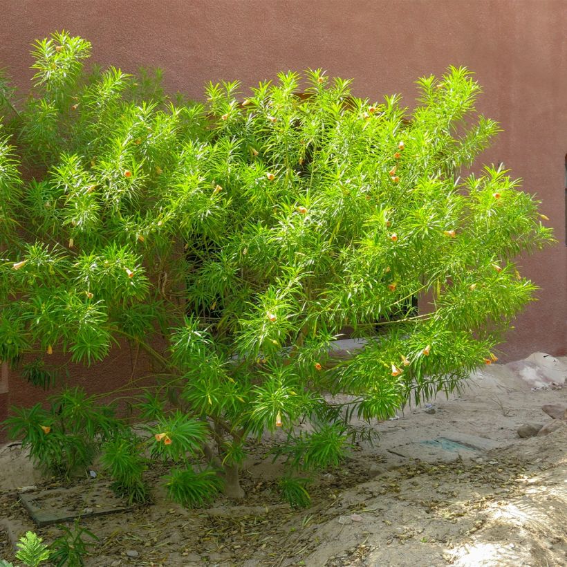 Thevetia peruviana - Oleandro del Perù (Porto)