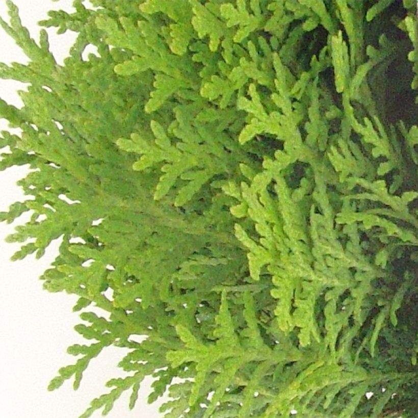 Thuja occidentalis Danica - Tuia occidentale (Fogliame)