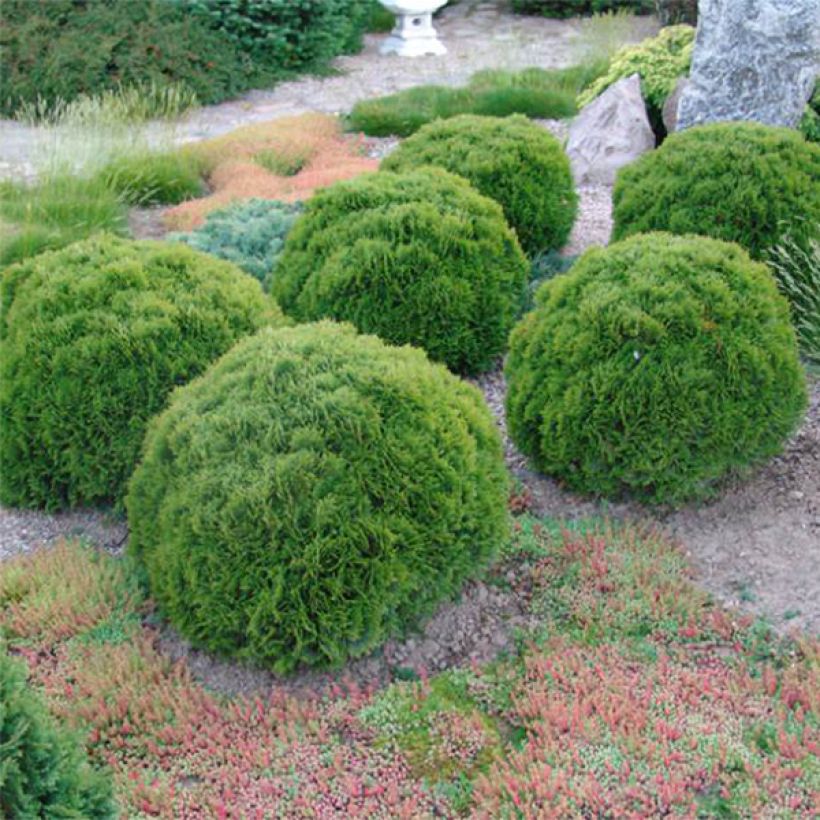 Thuja occidentalis Danica - Tuia occidentale (Porto)