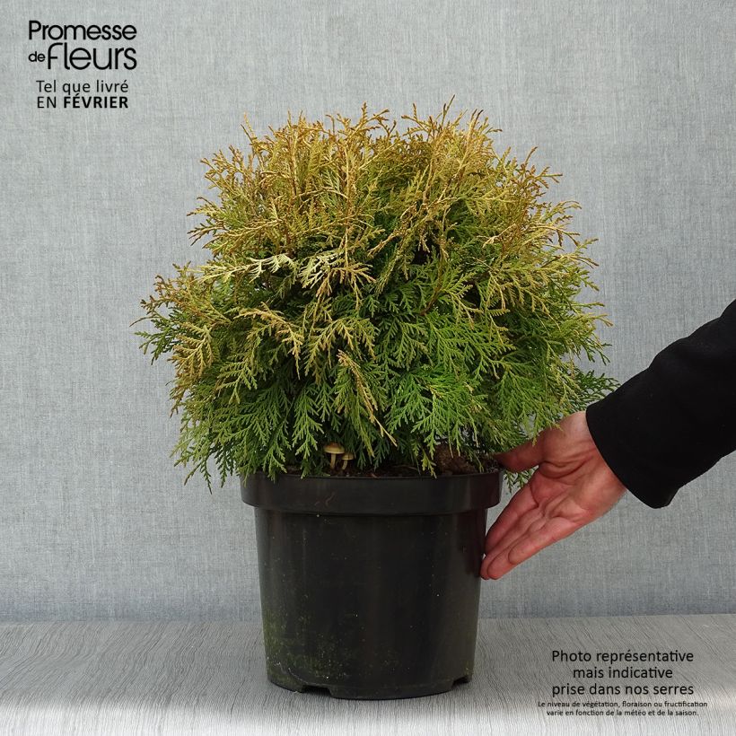 Thuja occidentalis Danica Aurea - Tuia occidentale Vaso da 7,5L/10L esemplare consegnato in inverno