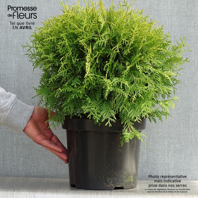 Thuja occidentalis Danica Aurea - Tuia occidentale Vaso da 7,5L/10L esemplare consegnato in primavera