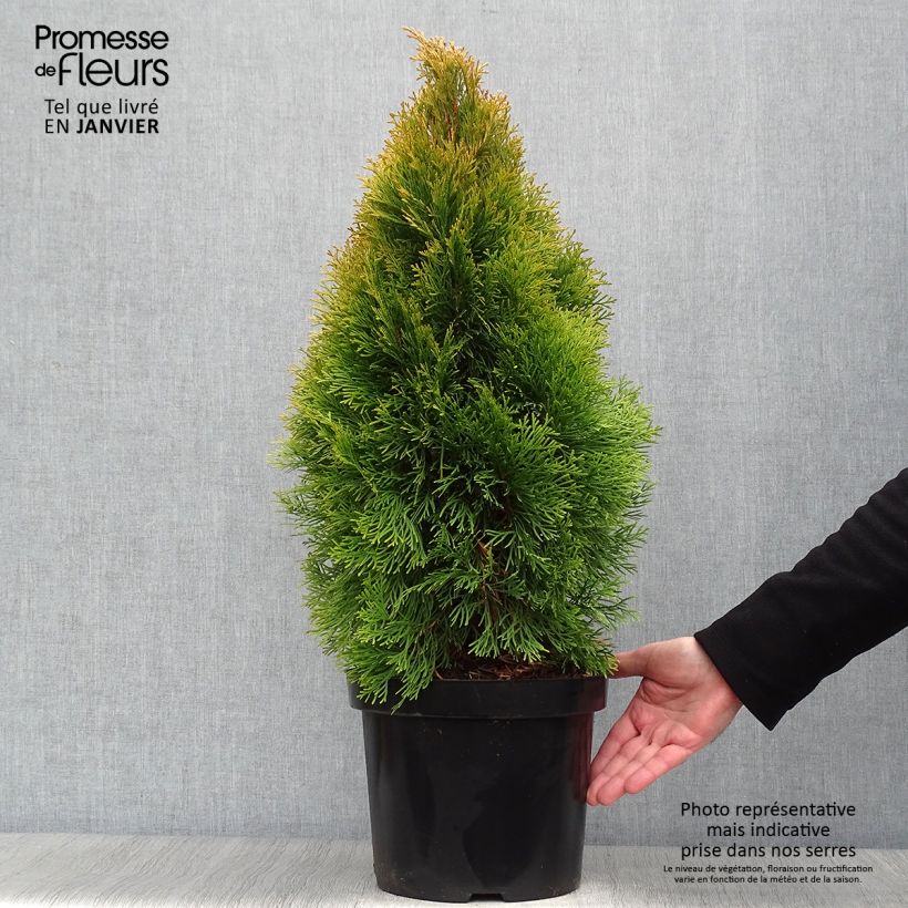 Thuja occidentalis Golden Smaragd - Tuia occidentale Vaso da 7,5L/10L esemplare consegnato in inverno