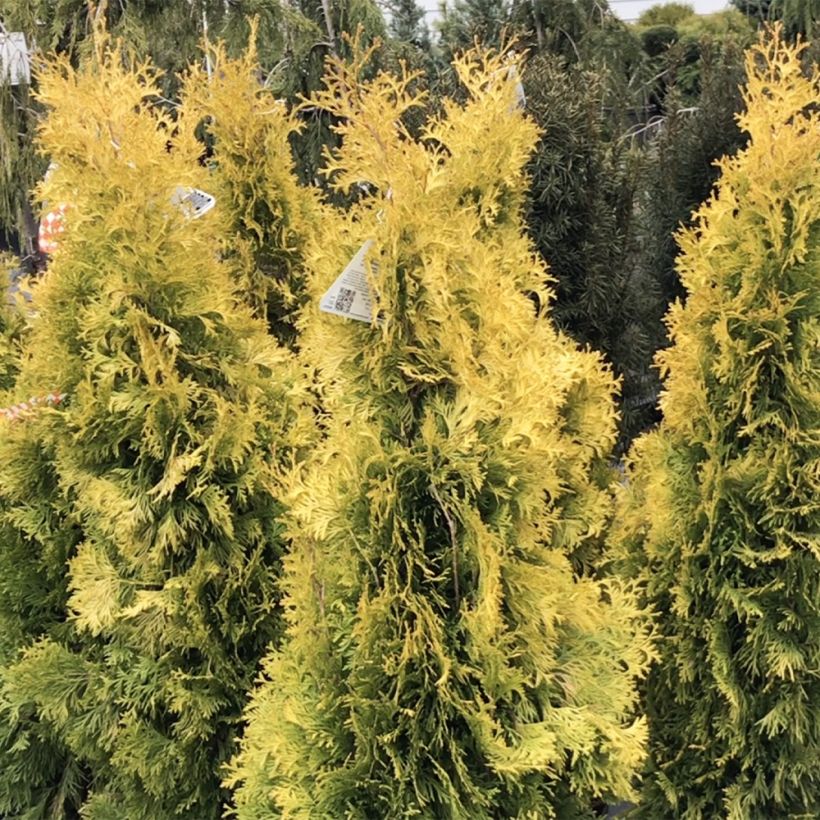 Thuja occidentalis Jantar - Tuia occidentale (Porto)