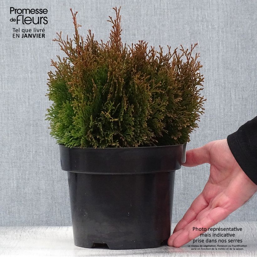Thuja occidentalis Miky - Tuia occidentale Vaso da 2L/3L esemplare consegnato in inverno