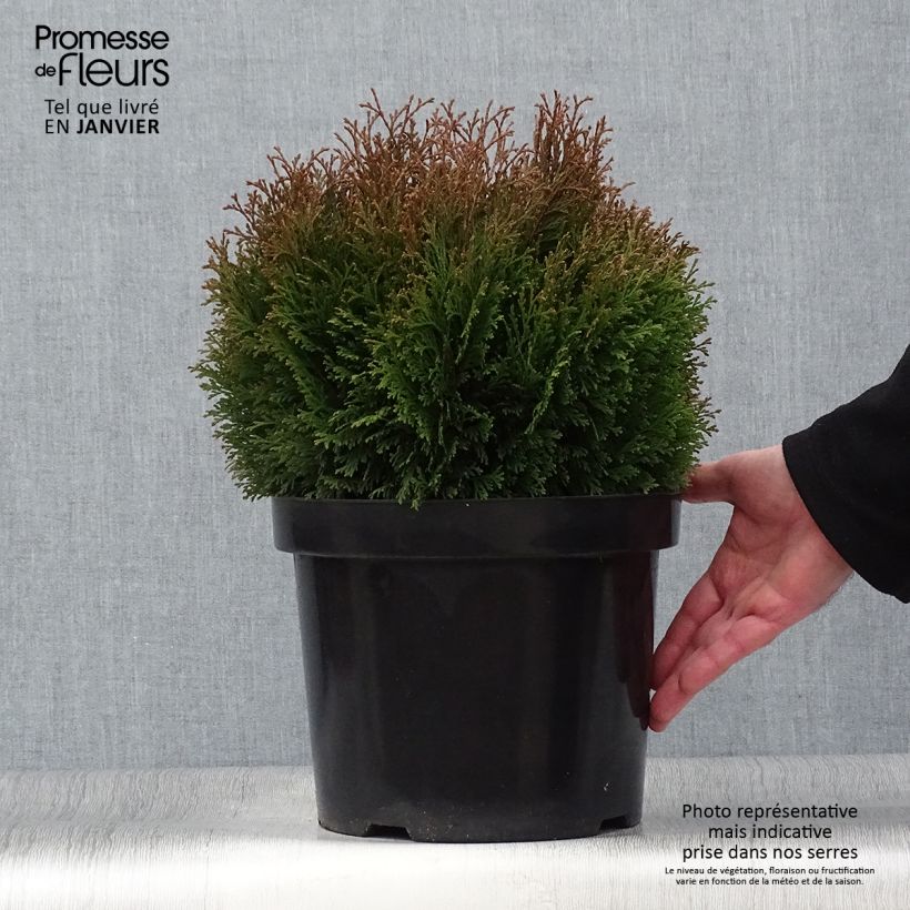 Thuja occidentalis Miky - Tuia occidentale Vaso da 7,5L/10L esemplare consegnato in inverno