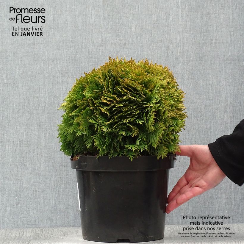 Thuja occidentalis Mirjam - Tuia occidentale Vaso da 7,5L/10L esemplare consegnato in inverno