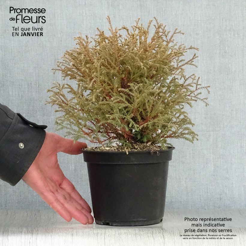 Thuja occidentalis Mr Bowling Ball - Tuia occidentale Vaso da 2L/3L esemplare consegnato in inverno