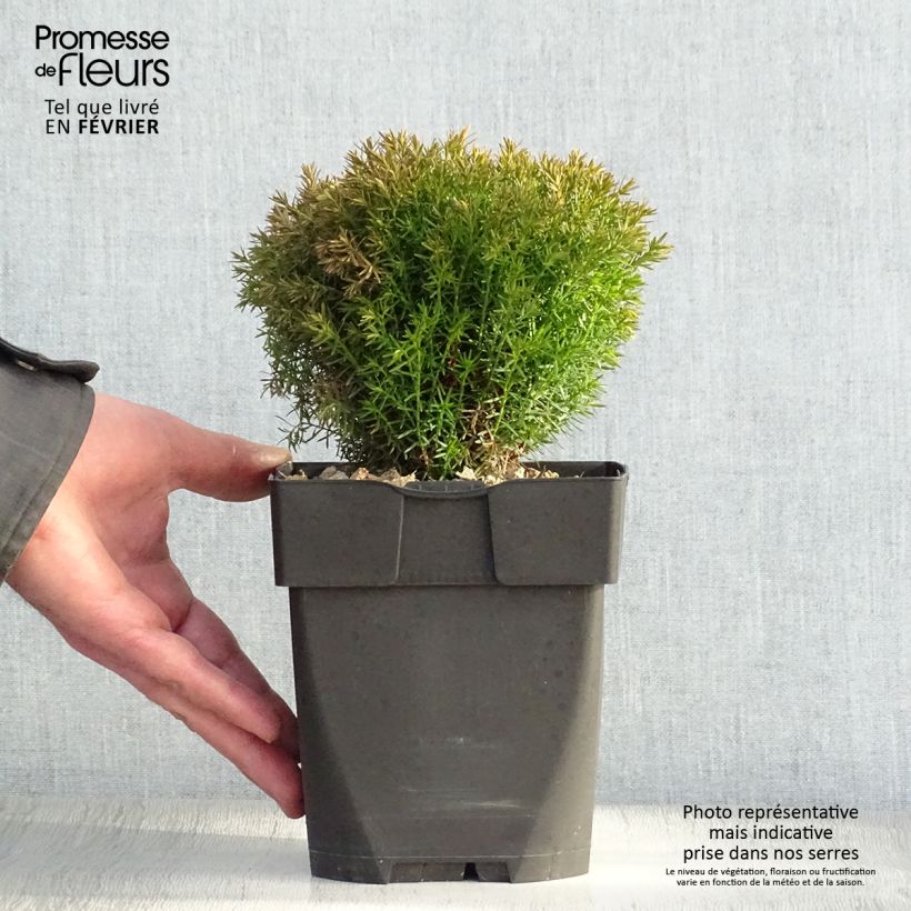 Thuja occidentalis Teddy - Tuia occidentale Vaso da 2L/3L esemplare consegnato in inverno