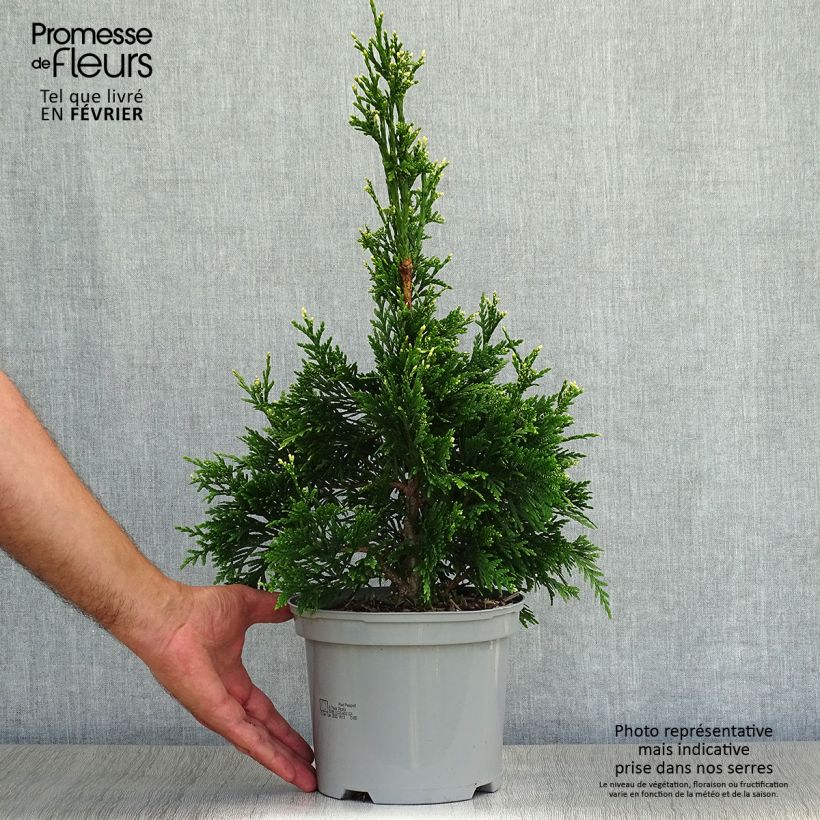Esemplare di Thuja plicata Can-can - Tuia plicata Vaso da 2L/3L come consegnato in autunno
