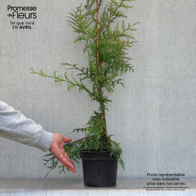 Thuja plicata Excelsa - Tuia plicata Vaso da 2L/3L esemplare consegnato in primavera