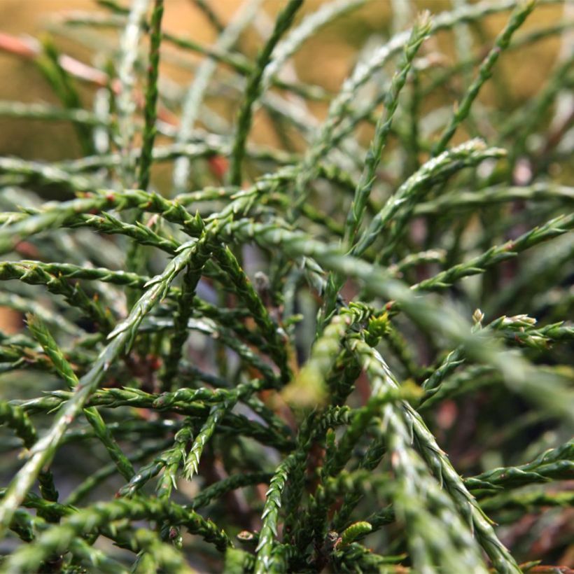Thuja plicata Whipcord - Tuia plicata (Fogliame)