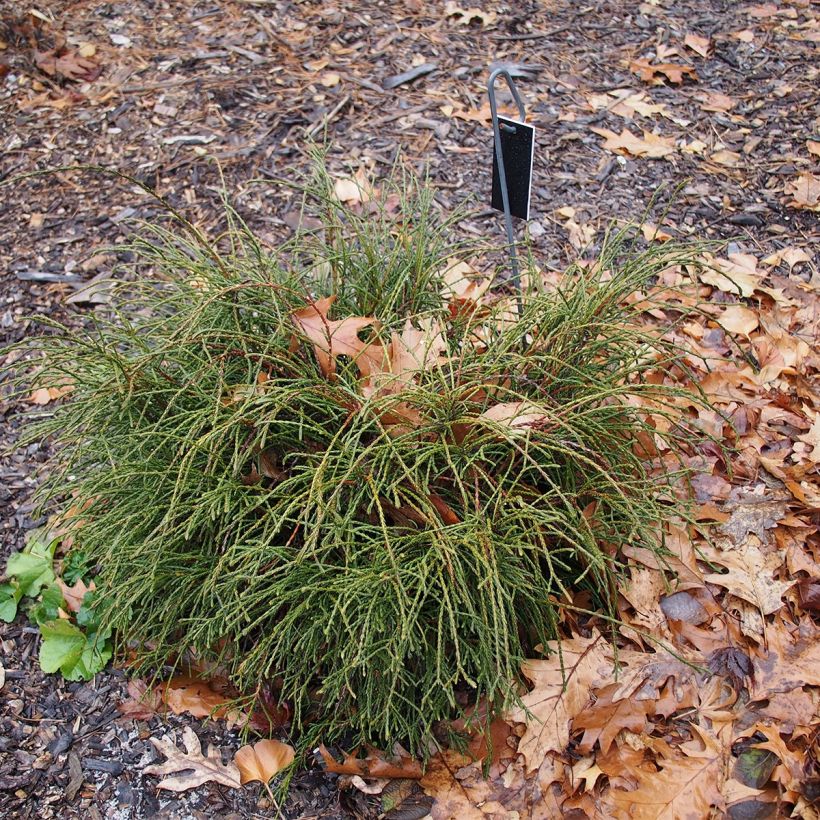 Thuja plicata Whipcord - Tuia plicata (Porto)
