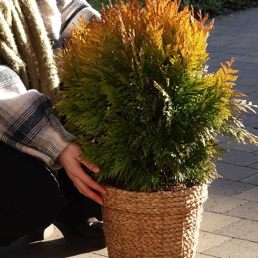 Thuja plicata 4 Ever Goldy - Tuia plicata (Porto)