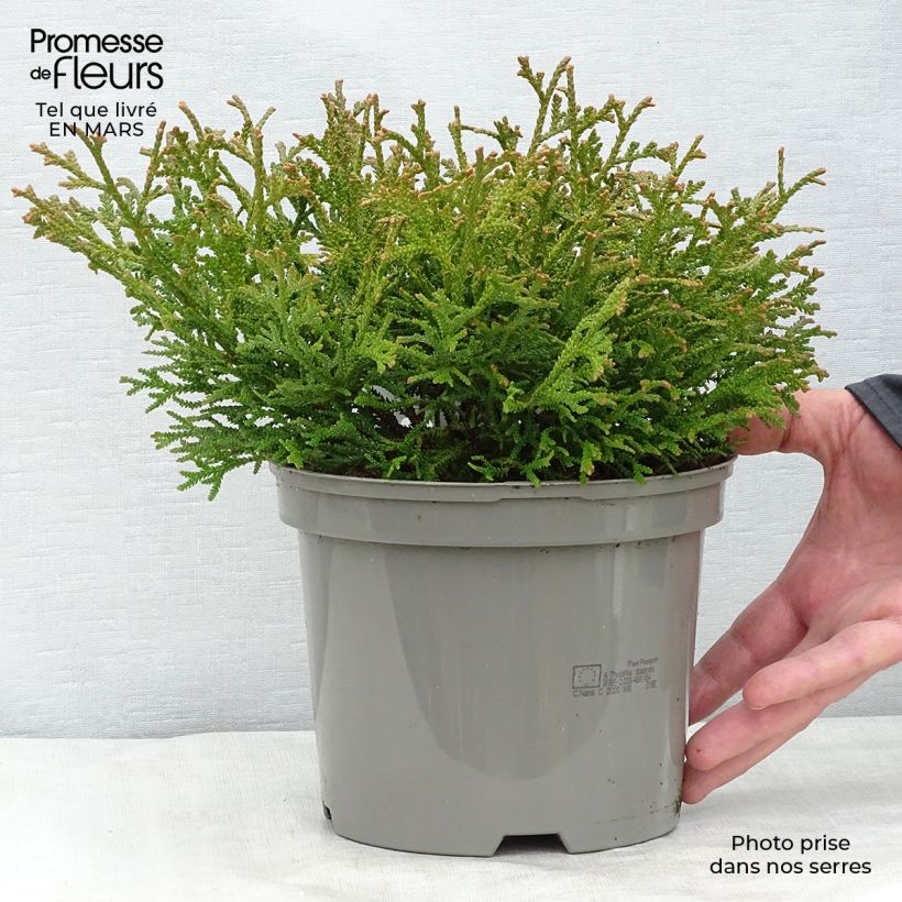 Thujopsis dolobrata Nana Vaso da 2L/3L esemplare consegnato in inverno