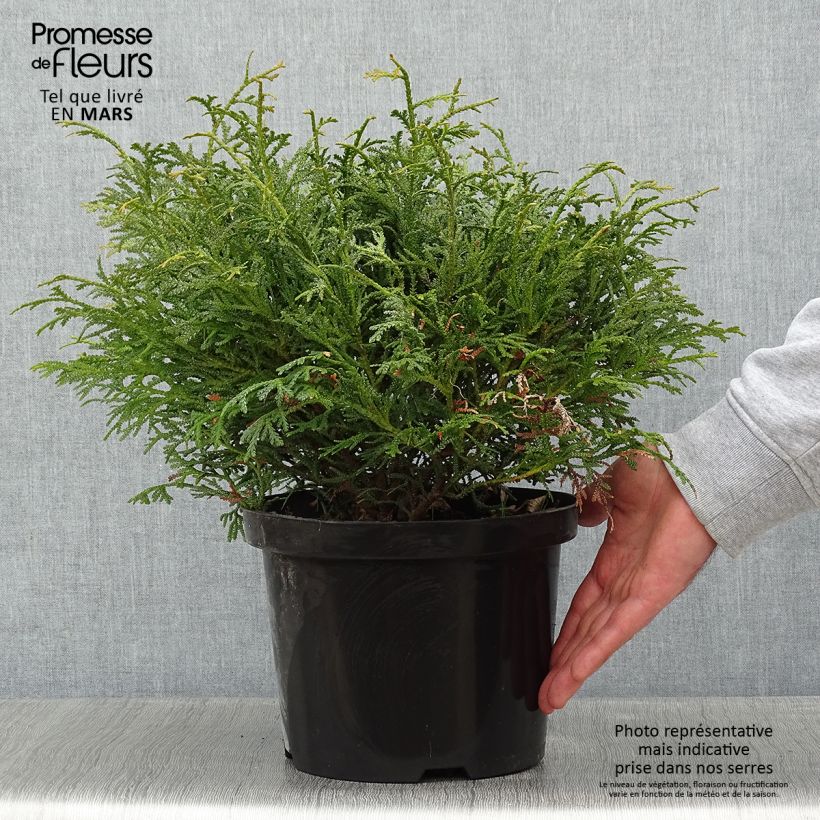Thujopsis dolobrata Nana Vaso da 4L/5L esemplare consegnato in inverno