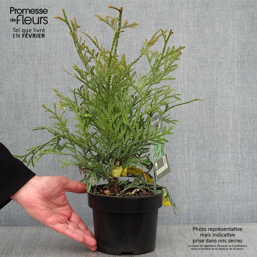 Thujopsis dolobrata - Falsa Tuia Vaso da 2L/3L esemplare consegnato in inverno