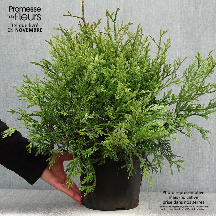Esemplare di Thujopsis dolobrata - Falsa Tuia Vaso da 4L/5L come consegnato in autunno