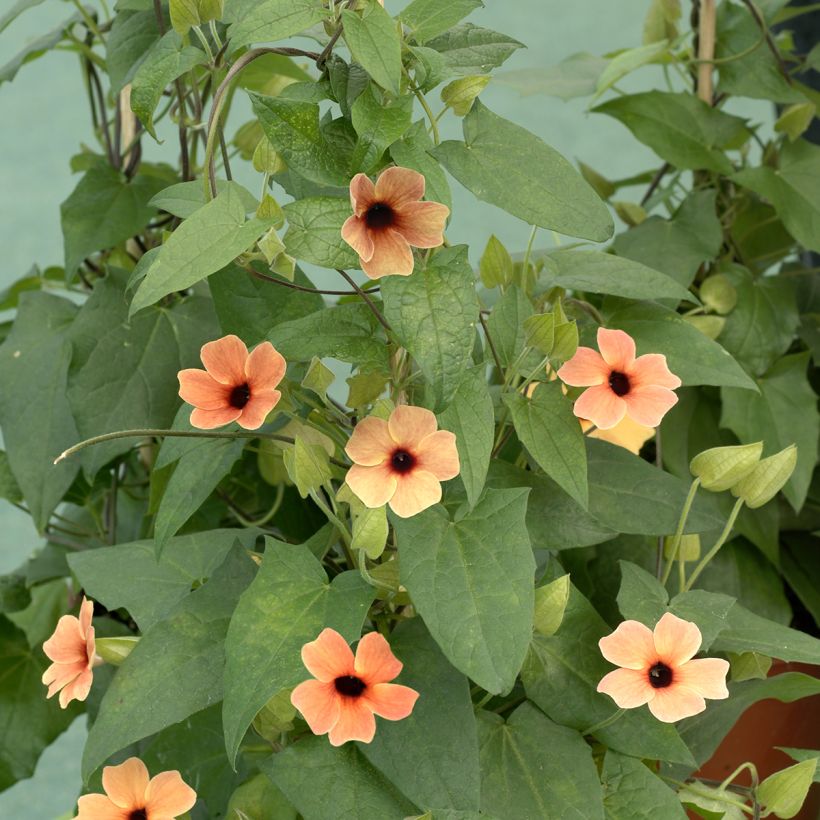 Susanna dagli occhi neri African Sunset - Thunbergia (Porto)