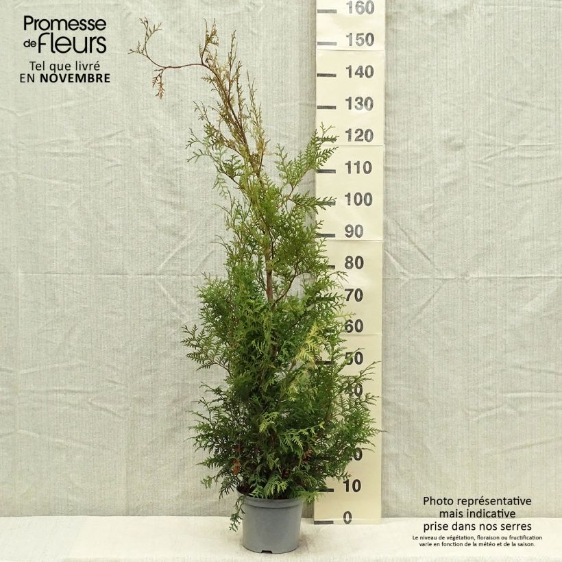 Esemplare di Thuja occidentalis Brabant - Tuia occidentale Vaso da 4L/5L come consegnato in autunno