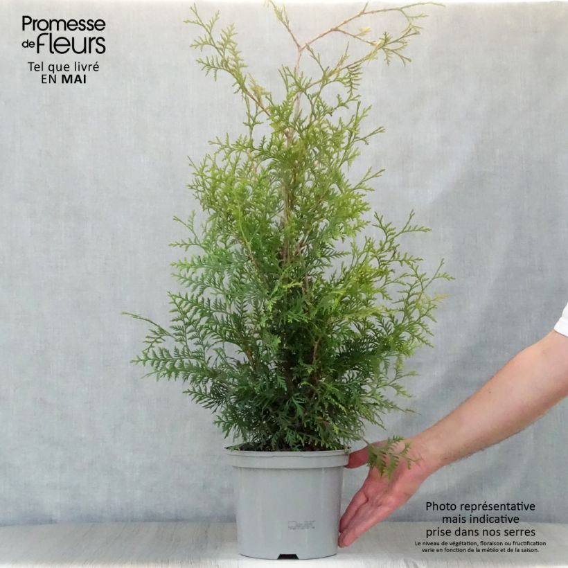 Thuja occidentalis Brabant - Tuia occidentale Vaso da 4L/5L esemplare consegnato in primavera