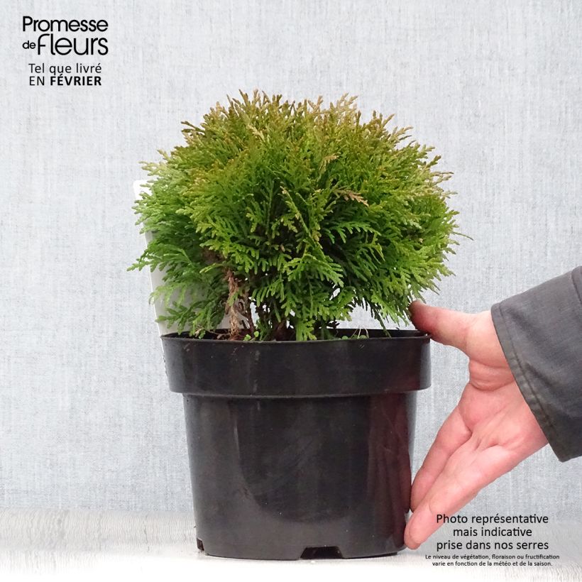 Thuja occidentalis Danica - Tuia occidentale Vaso da 2L/3L esemplare consegnato in inverno
