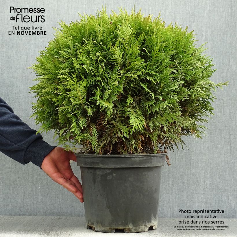 Esemplare di Thuja occidentalis Danica - Tuia occidentale Vaso da 7,5L/10L come consegnato in autunno