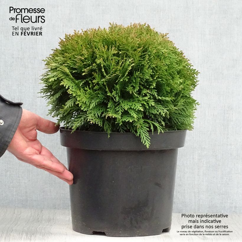 Thuja occidentalis Danica - Tuia occidentale Vaso da 7,5L/10L esemplare consegnato in inverno