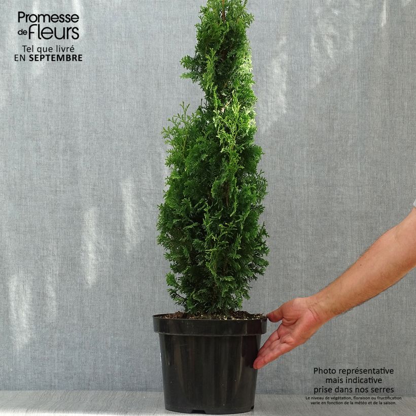 Esemplare di Thuja occidentalis Degroots Spire - Tuia occidentale Vaso da 7,5L/10L come consegnato in autunno