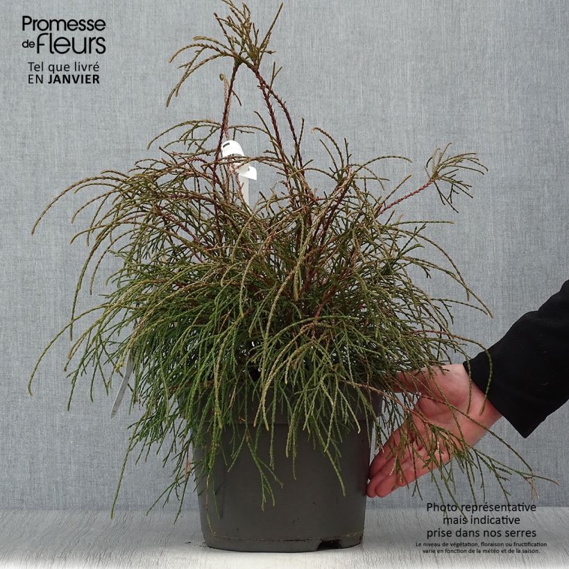 Thuja occidentalis Filiformis - Tuia occidentale Vaso da 7,5L/10L esemplare consegnato in inverno