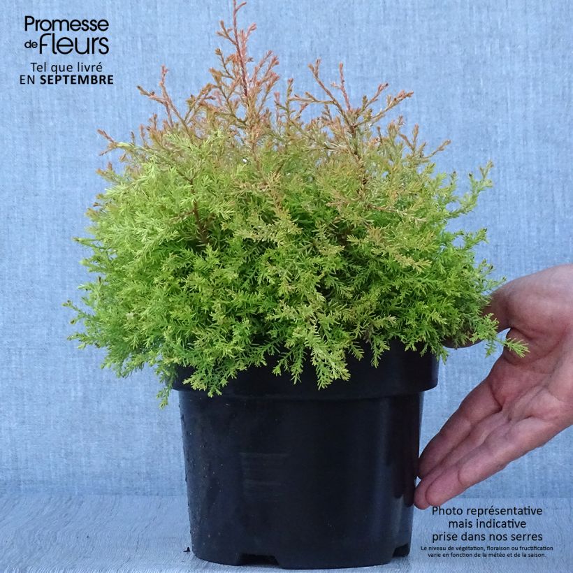 Esemplare di Thuja occidentalis Fire Chief - Tuia occidentale Vaso da 2L/3L come consegnato in autunno
