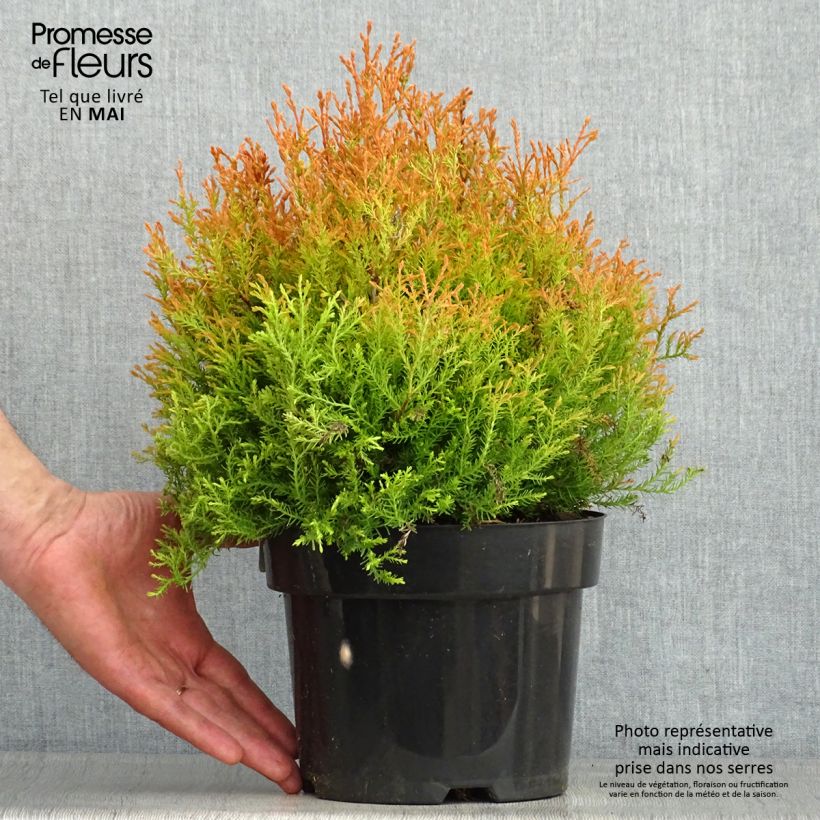 Thuja occidentalis Fire Chief - Tuia occidentale Vaso da 2L/3L esemplare consegnato in primavera