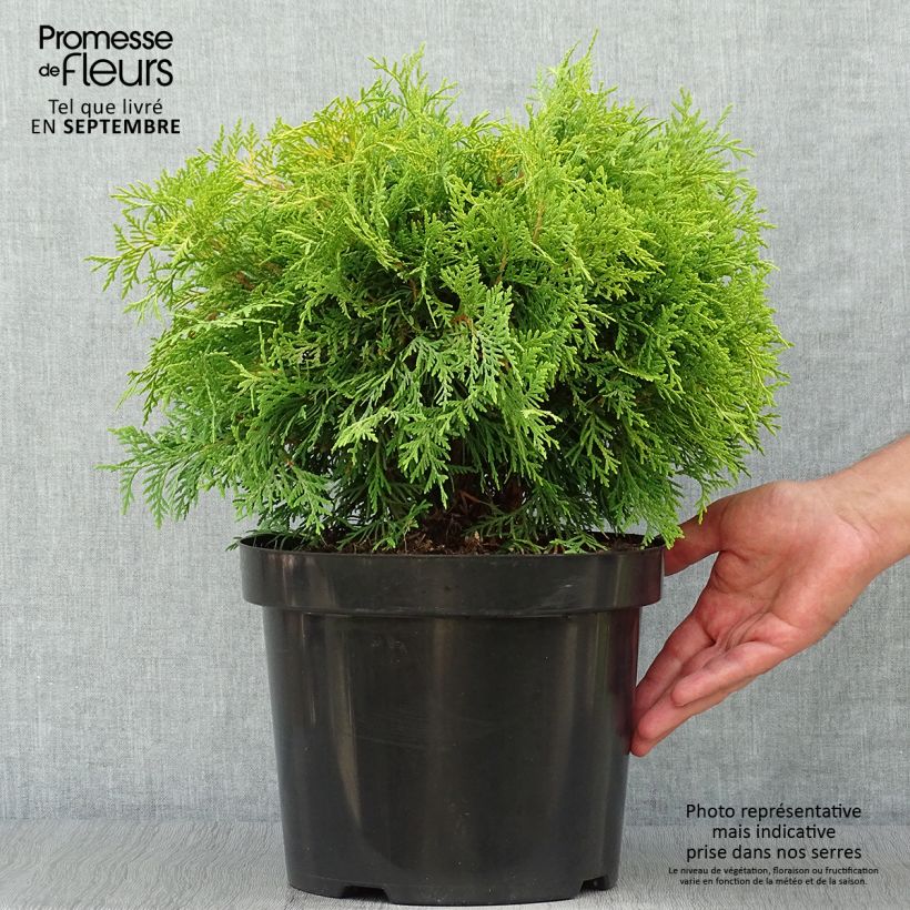 Esemplare di Thuja occidentalis Golden Globe - Tuia occidentale Vaso da 7,5L/10L come consegnato in autunno