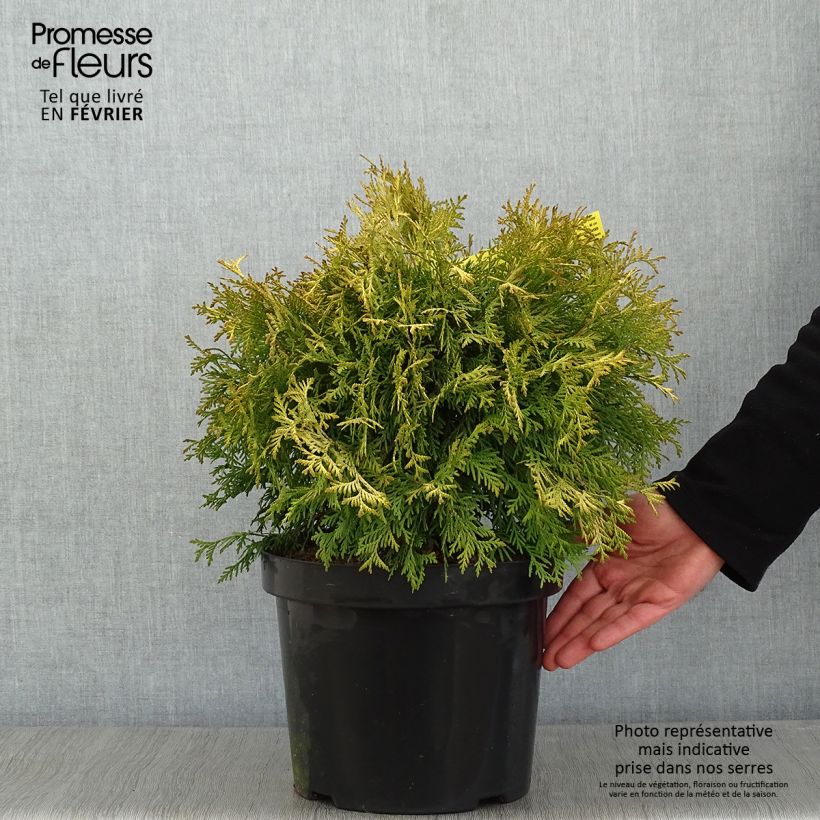 Thuja occidentalis Golden Globe - Tuia occidentale Vaso da 7,5L/10L esemplare consegnato in inverno