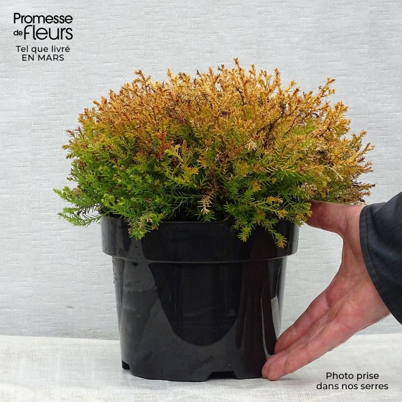 Thuja occidentalis Rheingold - Tuia occidentale Vaso da 2L/3L esemplare consegnato in primavera