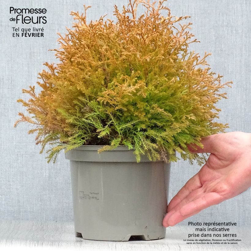 Thuja occidentalis Rheingold - Tuia occidentale Vaso da 2L/3L esemplare consegnato in inverno