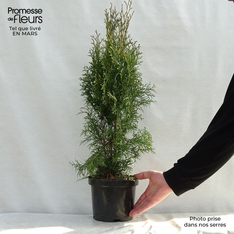 Thuja occidentalis Smaragd - Tuia occidentale Vaso da 3L/4L esemplare consegnato in primavera
