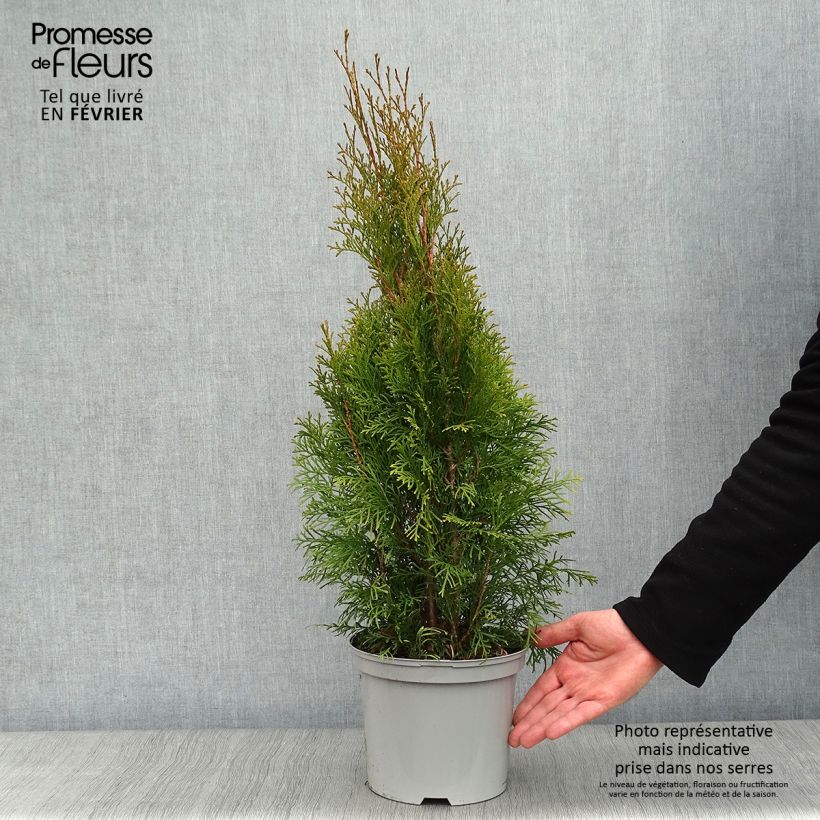 Thuja occidentalis Smaragd - Tuia occidentale Vaso da 3L/4L esemplare consegnato in inverno