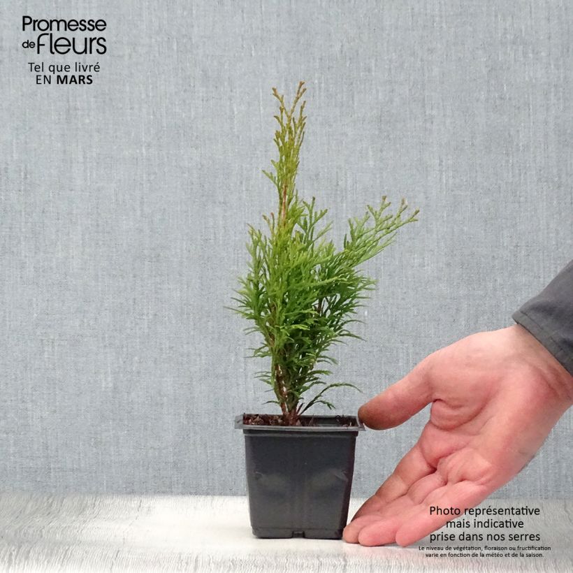 Thuja occidentalis Smaragd - Tuia occidentale Vasetto da 8/9 cm esemplare consegnato in primavera
