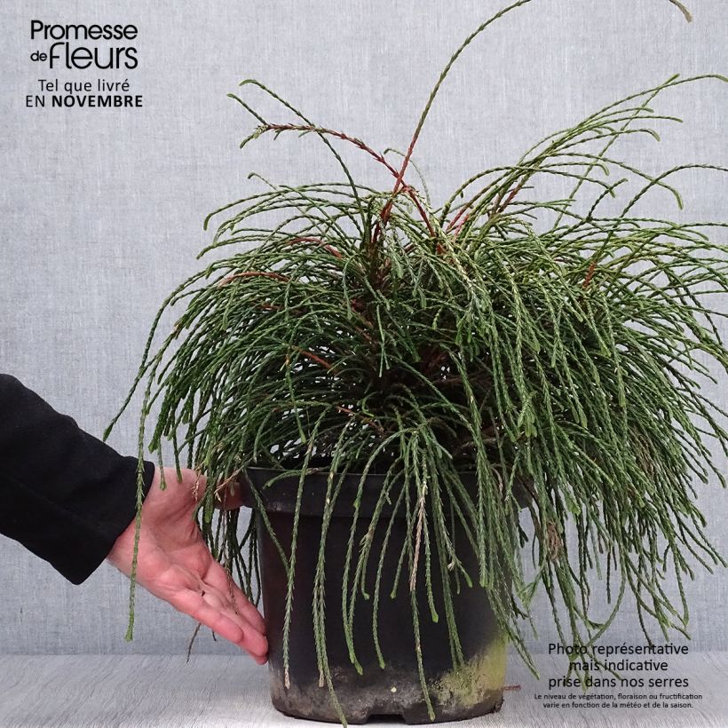 Esemplare di Thuja plicata Whipcord - Tuia plicata Vaso da 7,5L/10L come consegnato in autunno