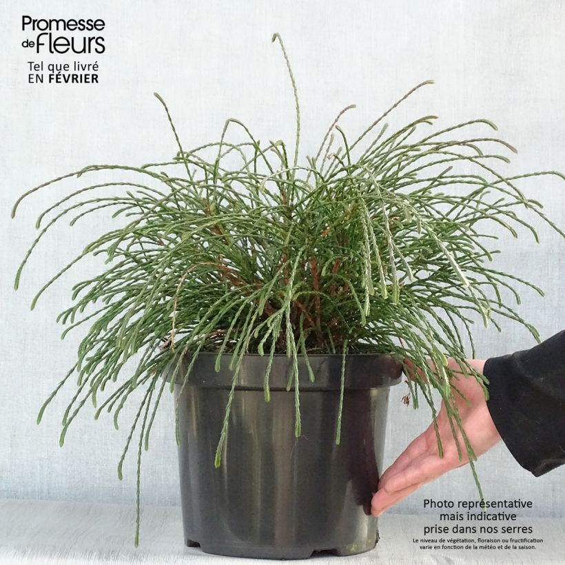 Thuja plicata Whipcord - Tuia plicata Vaso da 7,5L/10L esemplare consegnato in inverno