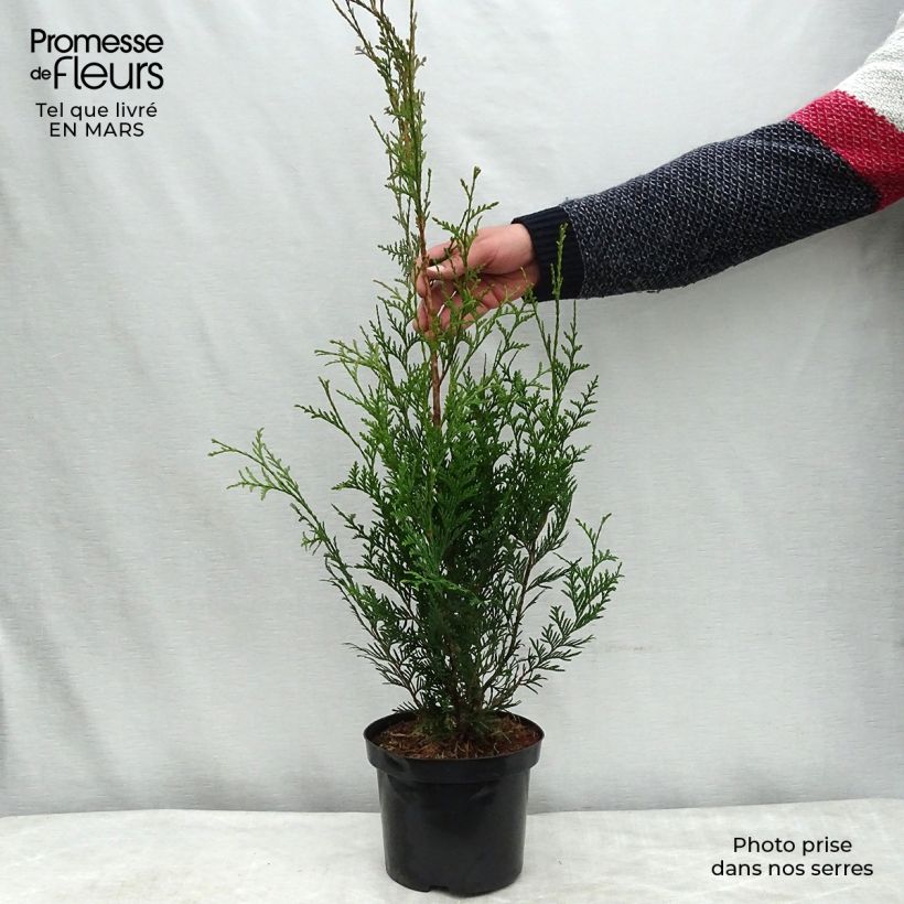 Thuja plicata Atrovirens - Tuia plicata Vaso da 2L/3L esemplare consegnato in primavera