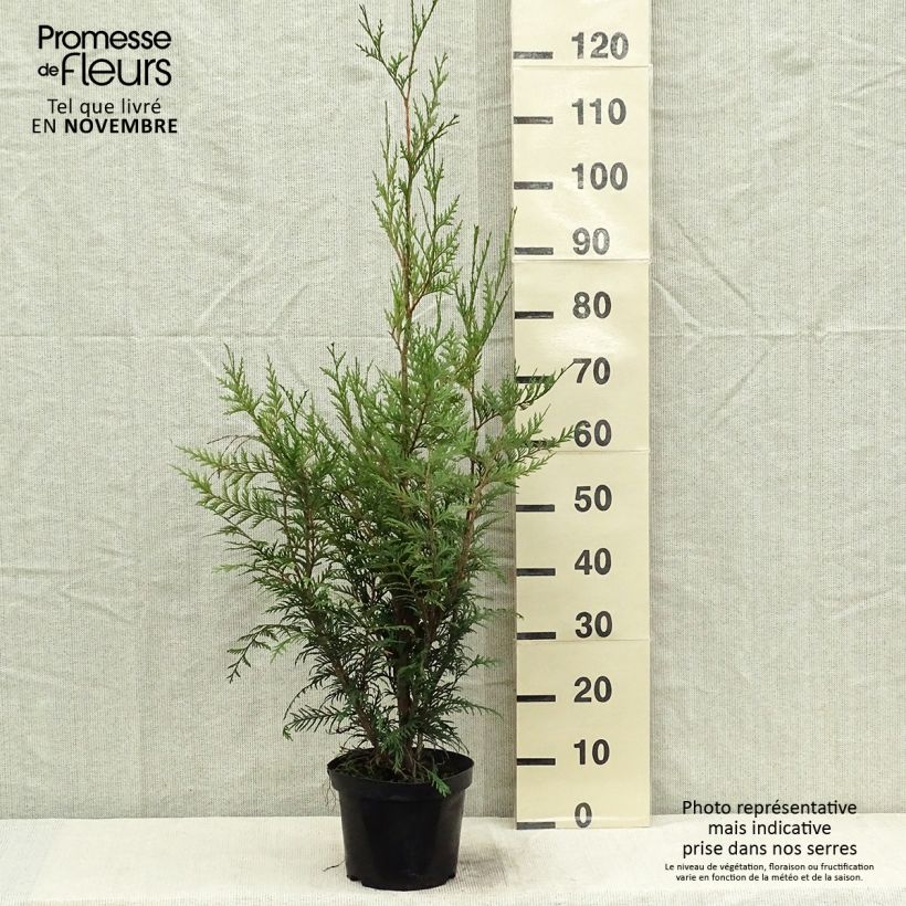 Esemplare di Thuja plicata Atrovirens - Tuia plicata Vaso da 2L/3L come consegnato in autunno