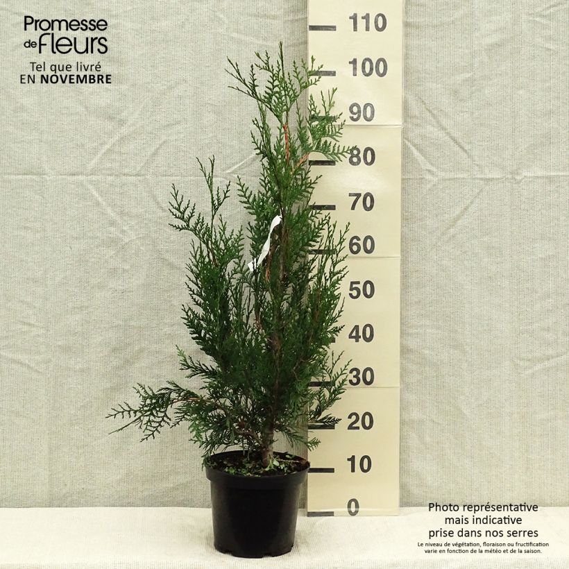 Esemplare di Thuja plicata Atrovirens - Tuia plicata Vaso da 4L/5L come consegnato in autunno
