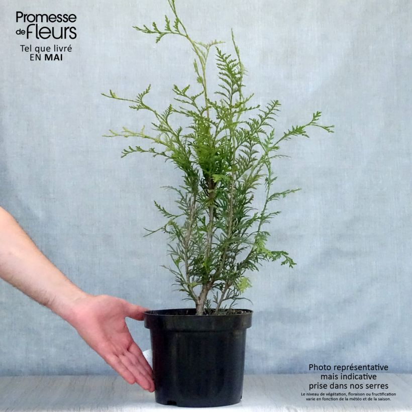 Thuja plicata Atrovirens - Tuia plicata Vaso da 4L/5L esemplare consegnato in primavera