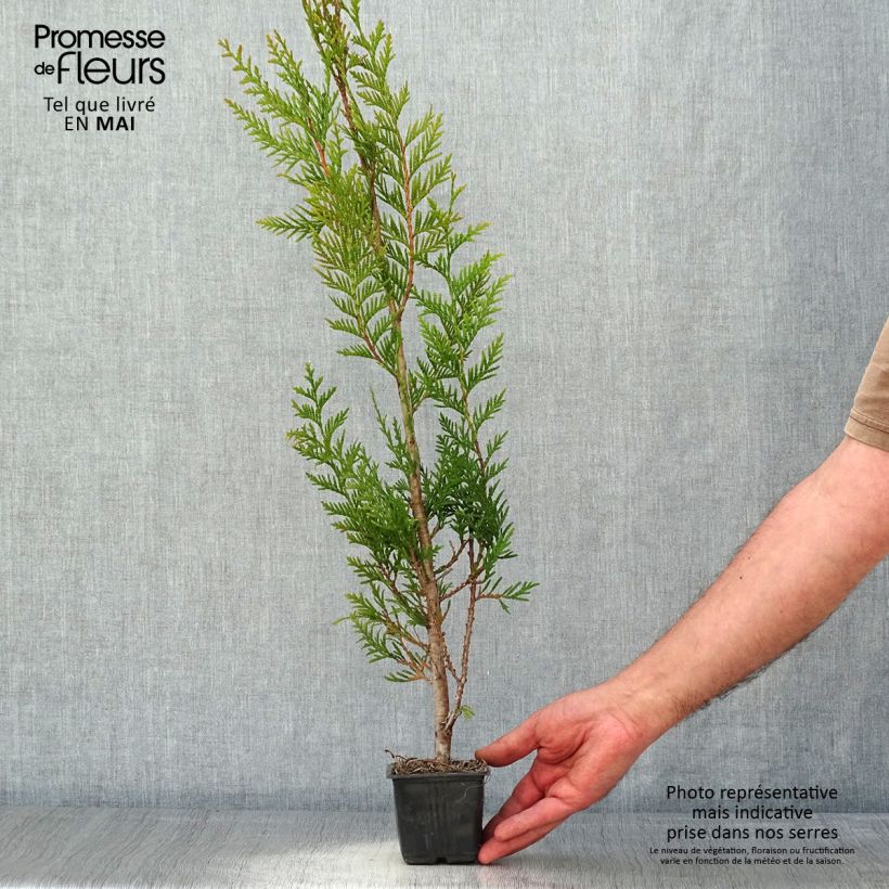 Thuja plicata Atrovirens - Tuia plicata Vasetto da 8/9 cm esemplare consegnato in primavera