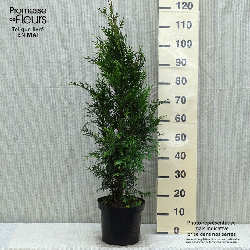 Thuja plicata Atrovirens - Tuia plicata Vaso da 6L/7L esemplare consegnato in primavera